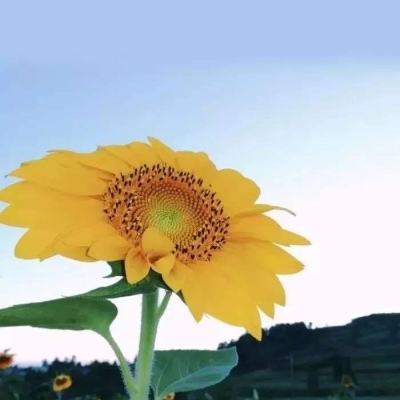天空酷跑无限金币钻石版下载